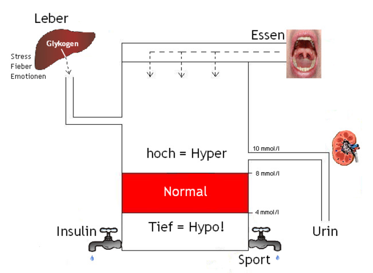 Diabetes Elterninformation Kispi Wiki